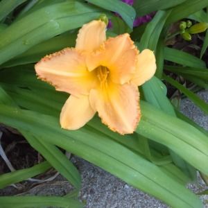 Meet your Posher, Ruth